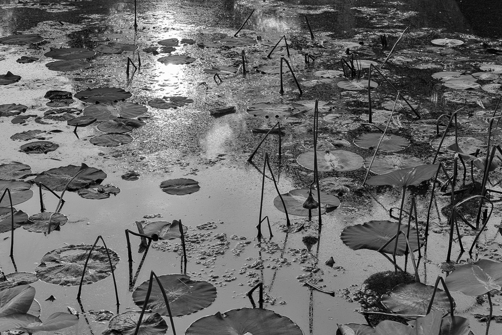 Summer Surface, Chickasaw Park Lotus Pond, Louisville, KY USA
